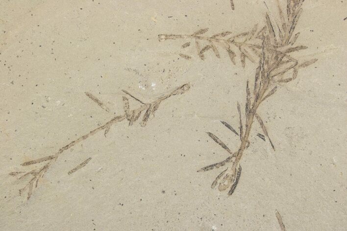 Shale With Dawn Redwood (Metasequoia) Fossils - Montana #378259